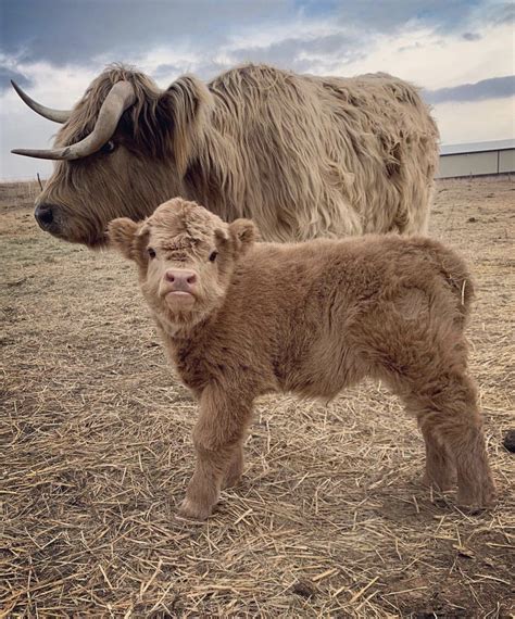 miniature highland cows for sale in texas|miniature scottish highlander for sale.